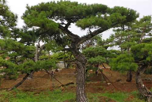如何判斷造型松樹的健康狀況？